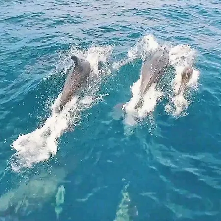 فيلة Phuket *